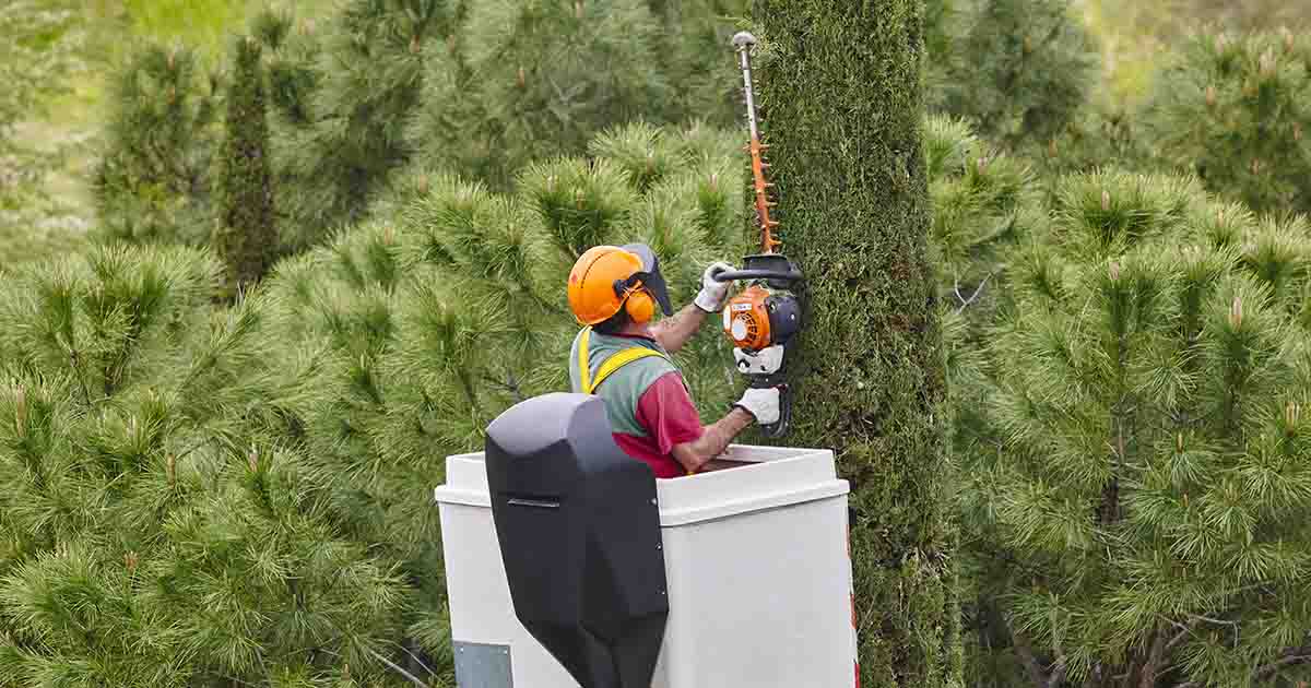 Tree Services Canberra