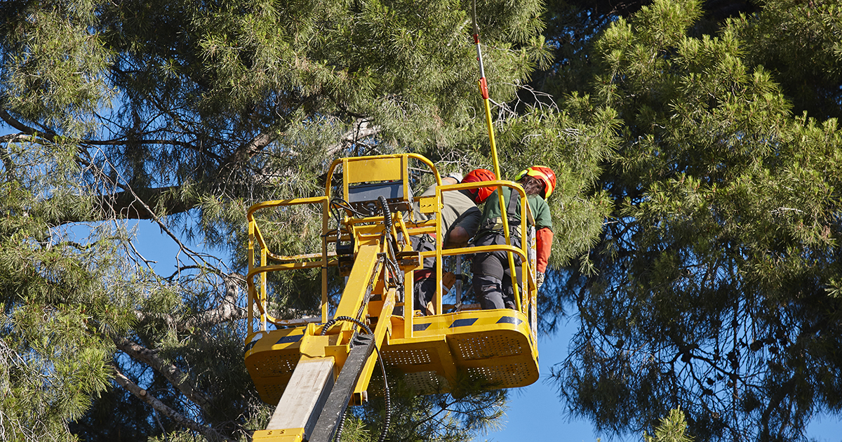 Tree Services Canberra