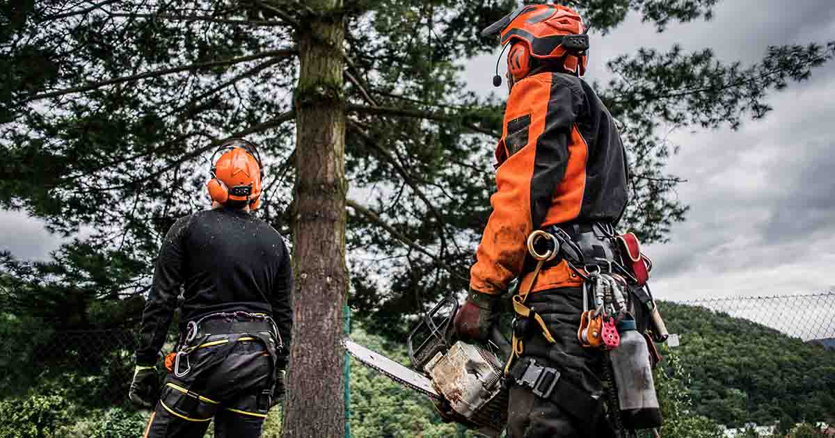 Tree Services Canberra